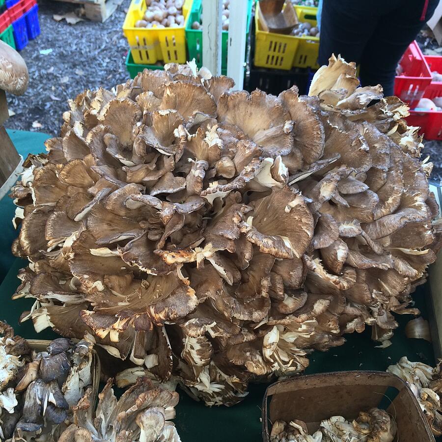 How to Cook Maitake or Hen of the Woods Mushrooms