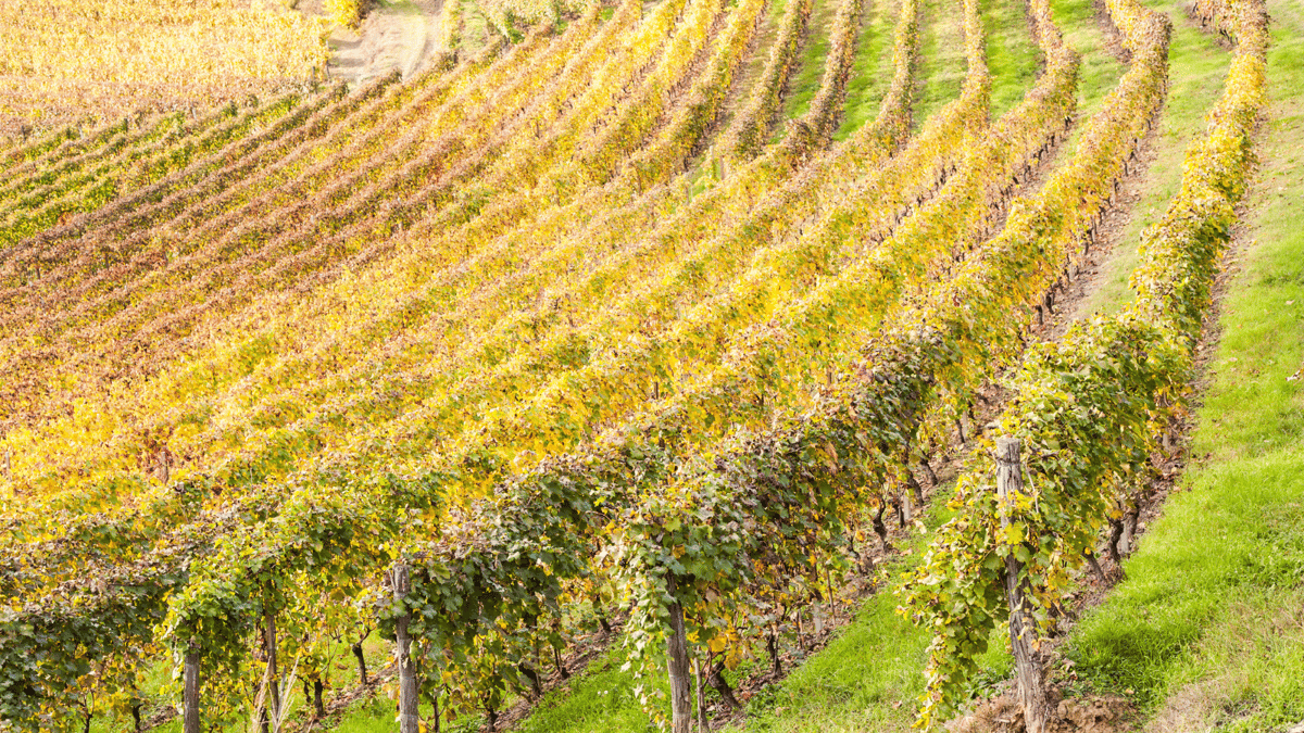 What Makes Italian Wine So Good?