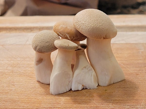 mushrooms-Apr-19-2022-09-12-15-80-PM