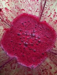 Prickly Pear Margaritas are Fun Summer Cocktails